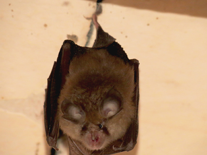 identificazione pipistrello